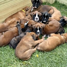 Boxer Puppies from MK Boxer Haven of CNY
