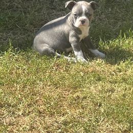 Girl 1 - Blue female Boston Terrier puppy in Arlington, Washington from Valerie’s Boston Terriers