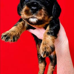 Boy 1 - Black and tan male Cavalier King Charles Spaniel puppy in Willmar, Minnesota from Starlite Cavaliers