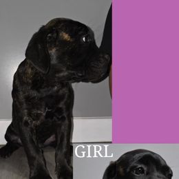 Lemon - Black female Cane Corso puppy in Elyria, Ohio from Ballard Corsos