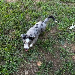 Pulisic - Blue merle female Miniature Australian Shepherd puppy in Asheboro, North Carolina from Stellar Aussies