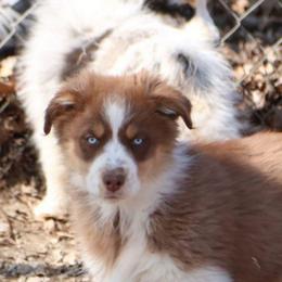 Romans - Red tri-color male Australian Shepherd puppy in Leavenworth, Kansas from Silverbrook Australian Shepherds