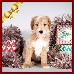 Lucy - Red female Bernedoodle puppy in Connersville, Indiana from Deaz Doodle Ranch