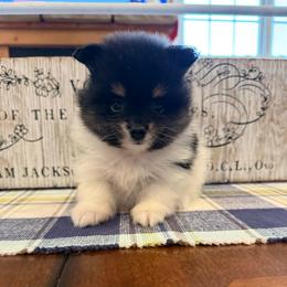 Finn - Black and tan parti male Pomeranian puppy in Success, Missouri from Sweet Success