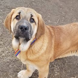 French Bulldogs and Spanish Mastiffs from Talking Hearts Kennel