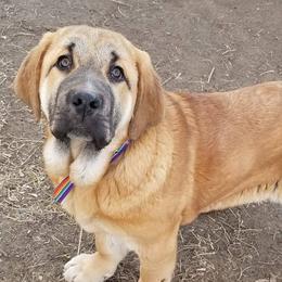 French Bulldogs and Spanish Mastiffs from Talking Hearts Kennel