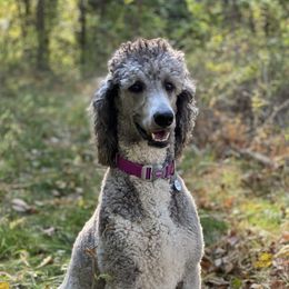 Poodles from Lilli Hollow Poodles