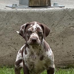 Stetson - Red merle male Catahoula Leopard Dog puppy in Manchester, Tennessee from Middle TN Leopard Catahoulas and Middle TN Bassett Hounds