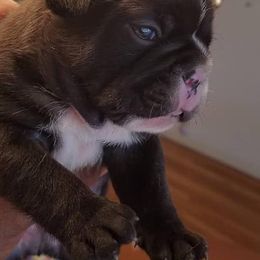 French Bulldogs from Frenchie Luv