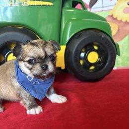 Lil' Bo Peep - Black sabled fawn Chihuahua puppy in Gloucester, Virginia from Charlotte's Web of Chihuahuas