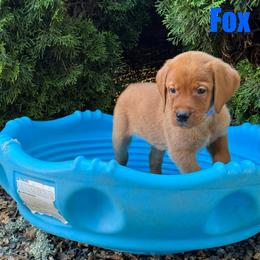Fox - Yellow male Labrador Retriever puppy in Tigard, Oregon from Morrison Labrador Retreivers