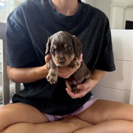 Dachshund Puppies from Lone Star Dachshunds