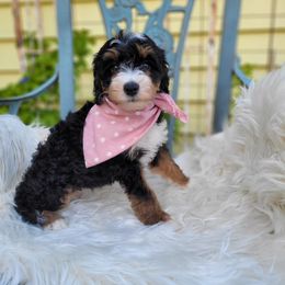 Bernedoodle Puppies from Refined Doodles