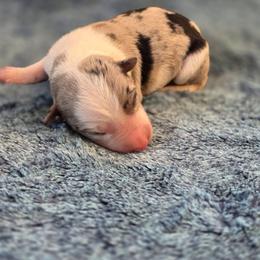 Pistol - White and blue merle female Border Collie puppy in Red Bluff, California from 3R Ranch / Australian cattle dogs
