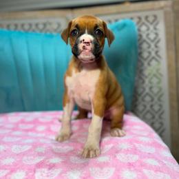 Girl 1 - Fawn female Boxer puppy in Prestonsburg, Kentucky from Diamond Standard Boxers