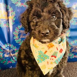 Aussiedoodle, Goldendoodle, and Labradoodle Puppies from Loyal Doodles