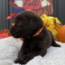 Boy 5 - Chocolate male Labrador Retriever puppy in Conroe, Texas from XOM Retrievers