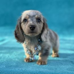 Izac - Dapple male Dachshund puppy in Lincoln, Arkansas from Red Dirt Dachshunds
