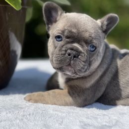 French Bulldogs from Rock N Frenchies