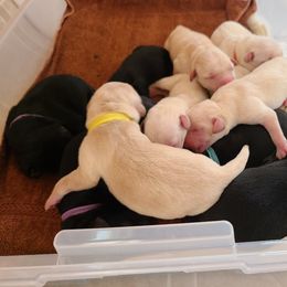 Girl 1 - Labrador Retriever puppy in Shiocton, Wisconsin from Green Acres Labrador Retrievers