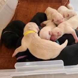 Girl 1 - Labrador Retriever puppy in Shiocton, Wisconsin from Green Acres Labrador Retrievers