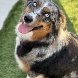 Roxie - Australian Shepherd