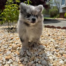 Strudel - Blue merle female Pomeranian puppy in Buck Valley, Pennsylvania from Buck Valley Pomeranians