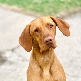 Astro - Vizsla