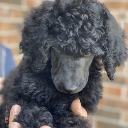 Poodle Puppies from Parapoodles