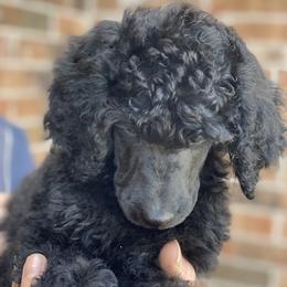 Poodle Puppies from Parapoodles