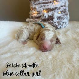 Snickerdoodle - Parti female Goldendoodle puppy in Taylorsville, North Carolina from Doggone Dixie Doodles