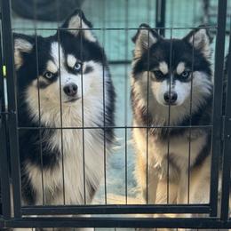 Pomskies from Lara's Ranch Pomskies