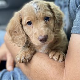 Dachshund Puppies from Warricks Wild Weenies