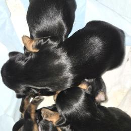 Yorkshire Terrier puppies from Sandra KROEGER