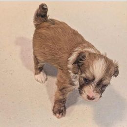 DaoDog Lancelot The Knight - Red male Chinese Crested puppy in Highland Park, Michigan from Family Kennel Dao Dog