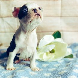 Boston Terrier Puppies from Buster’s Boston Babes