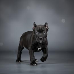 Boy 2 - Black male Cane Corso puppy in Haslet, Texas from Trained To Go Corso Kennels (T.T.G. Corso Kennels)