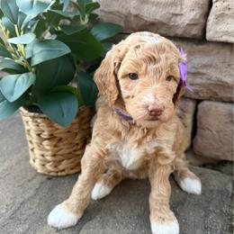Girl 4 - Brown female Poodle puppy in Mc Bain, Michigan from The Dog House