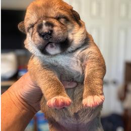 Ember - Red female Shiba Inu puppy in Cypress, Texas from Southern Shibas