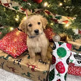 Golden Retriever and Poodle Puppies from Tori’s Golden Retrievers and Poodles
