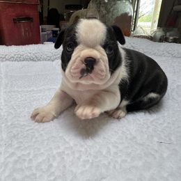 Boston Terrier Puppies from Washburns bostons