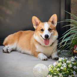 Blossom - Pembroke Welsh Corgi