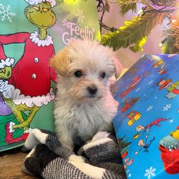 Mister - Cream male Yorkipoo puppy in Ludlow, Missouri from Countryside Doodles and Mohr