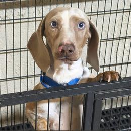 Marble - Piebald male Dachshund puppy in Bakersfield, California from KC Doxies