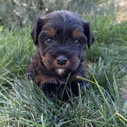 Leia - Phantom female Bernedoodle puppy in Ogden, Utah from Salty Point Doodles