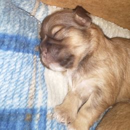 Shih Tzu Puppies from Caterina Aprile