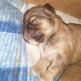 Shih Tzu Puppies from Caterina Aprile