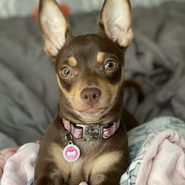 Dixie - Chihuahua