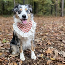 Dottie - Miniature American Shepherd