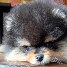 Mikey - Black and tan male Pomeranian puppy in Pembroke, Georgia from Triple P Babies/Pampered Pom Pom babies
